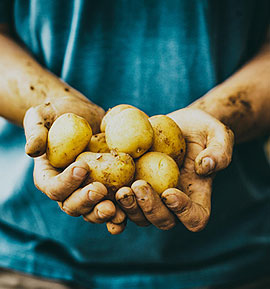 patate