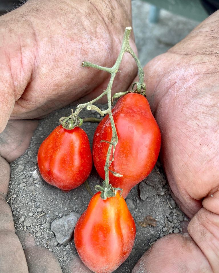 pomodoro vesuvio piennolo pomodoro vesuvio piennolo