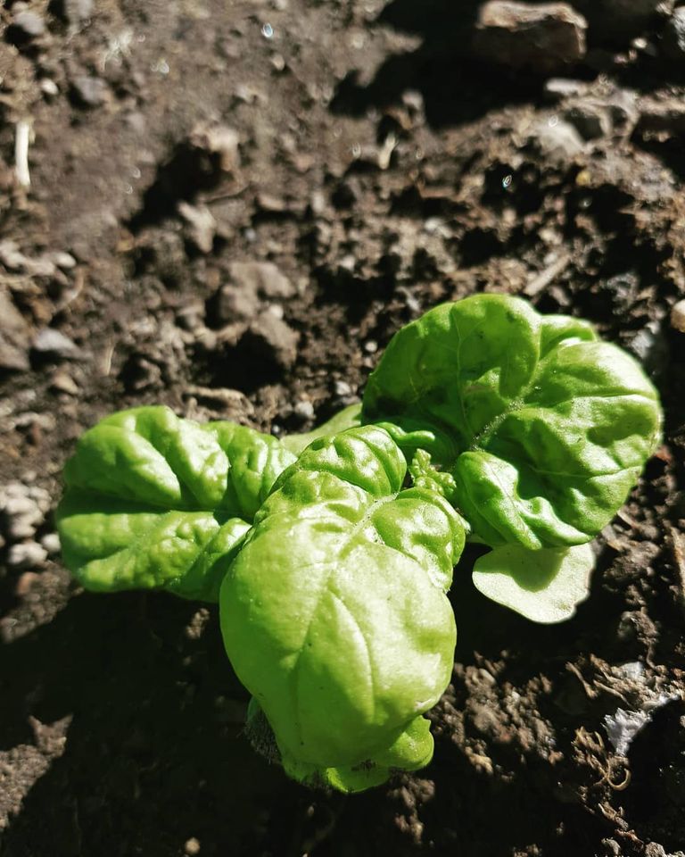 basilico